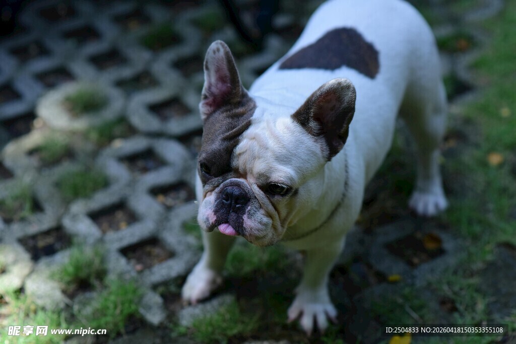 斑点法斗在户外草地