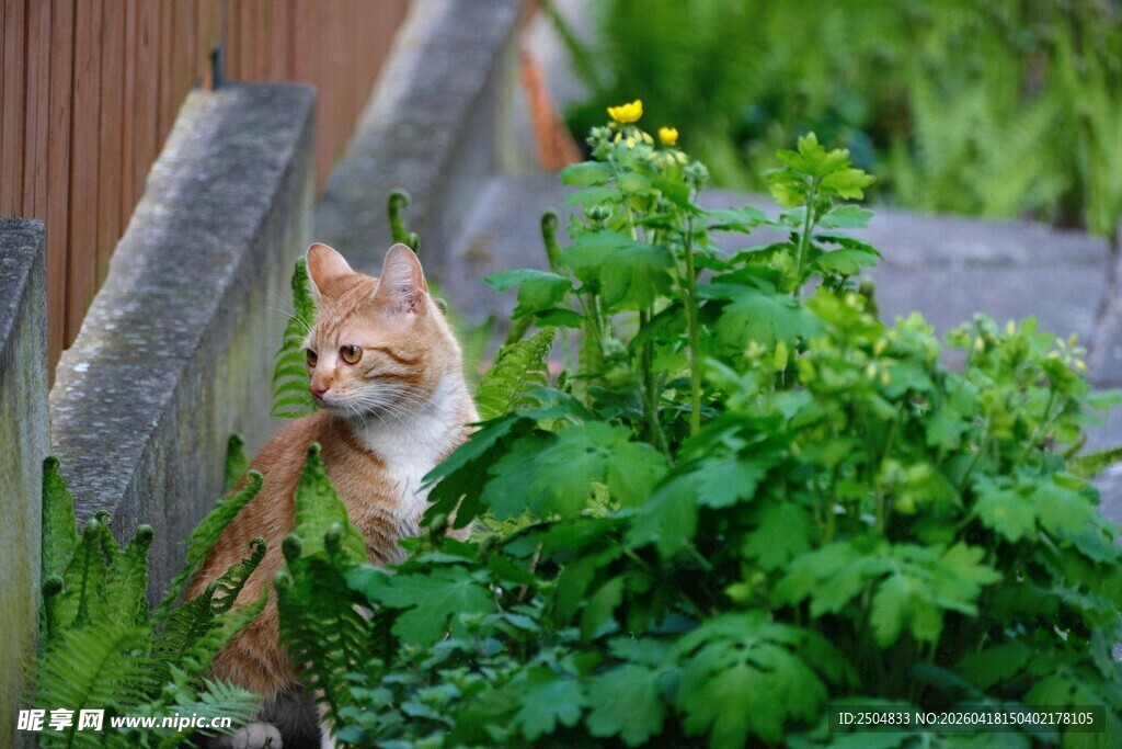 草丛中的可爱猫咪