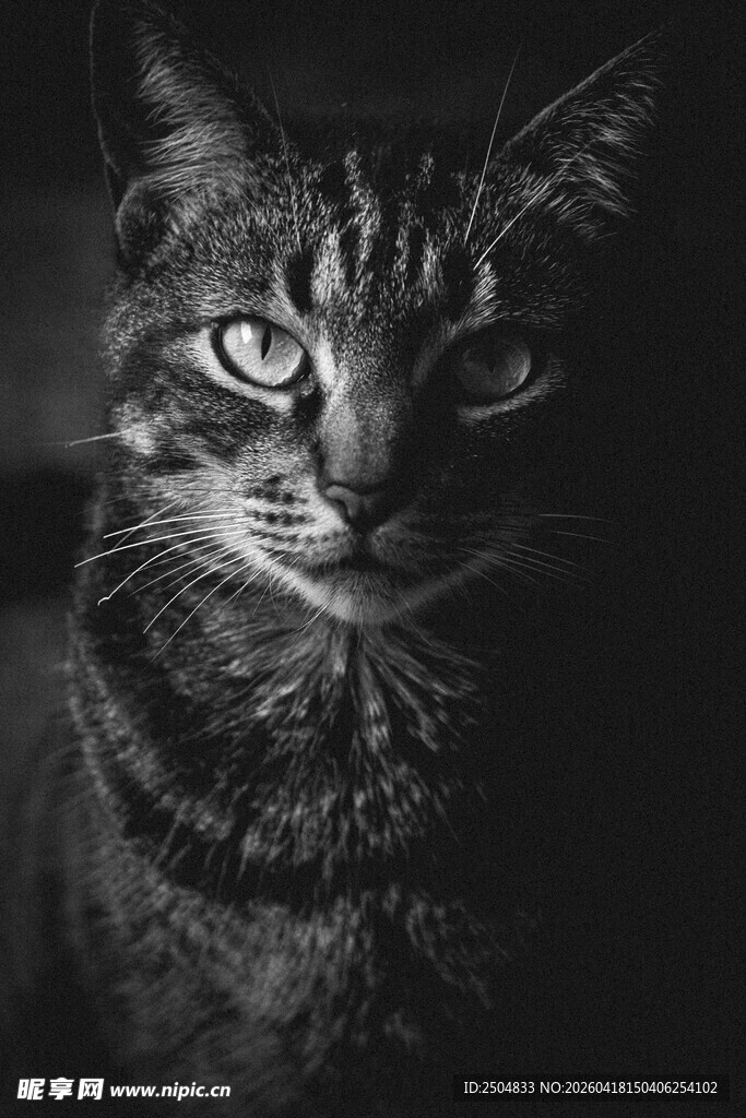 凝视的黑猫
