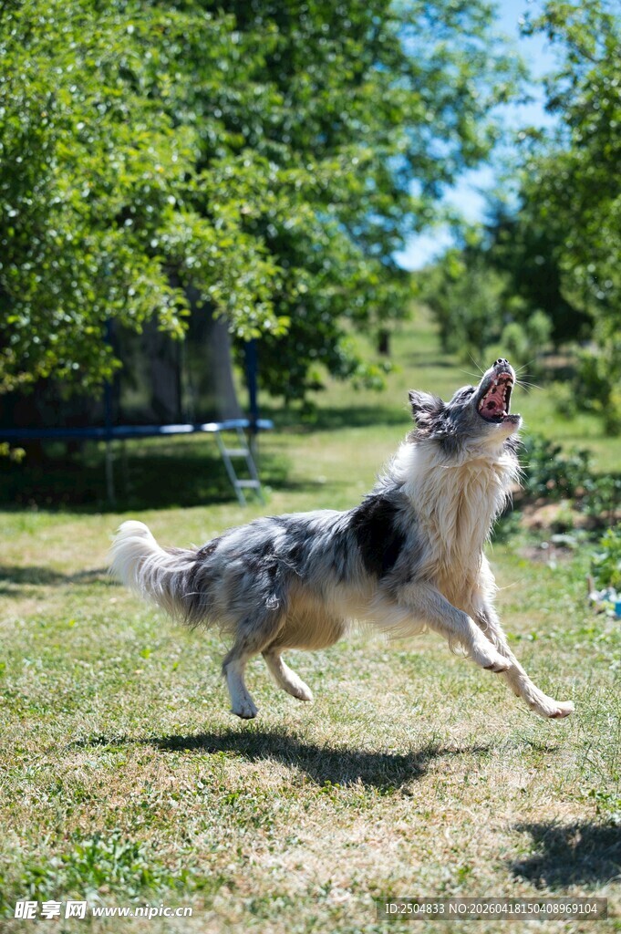 草地跳跃的活力牧羊犬