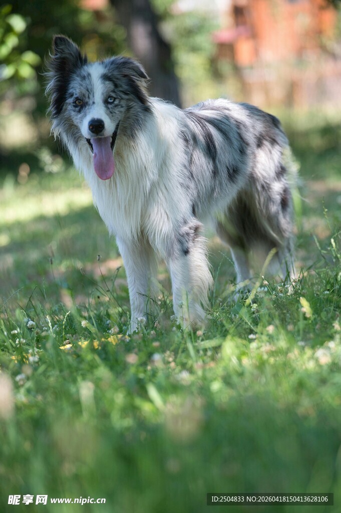 草地上的可爱边牧犬