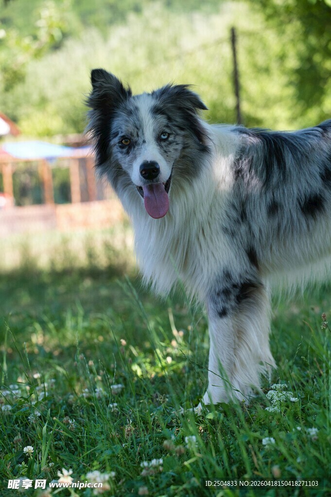 草地边的可爱边境牧羊犬