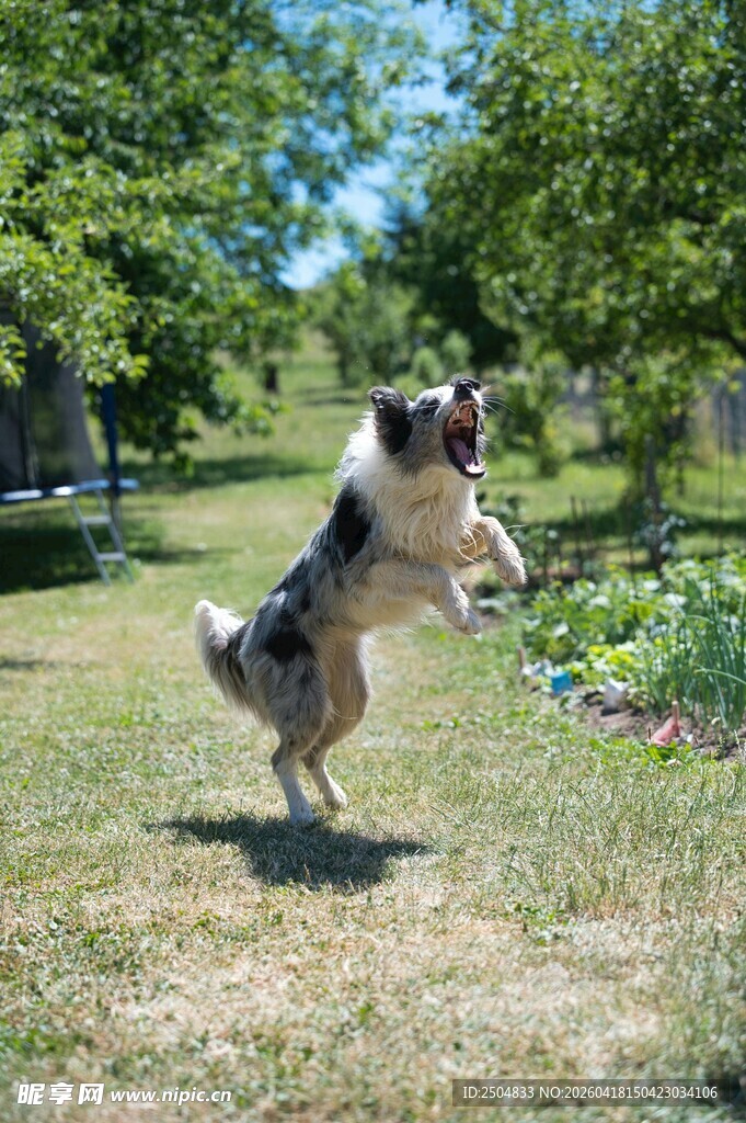 狗狗草地欢快跳跃