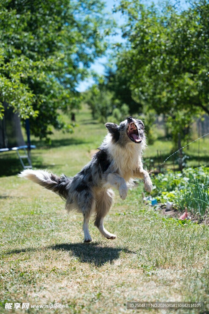 草地欢跳的可爱狗狗