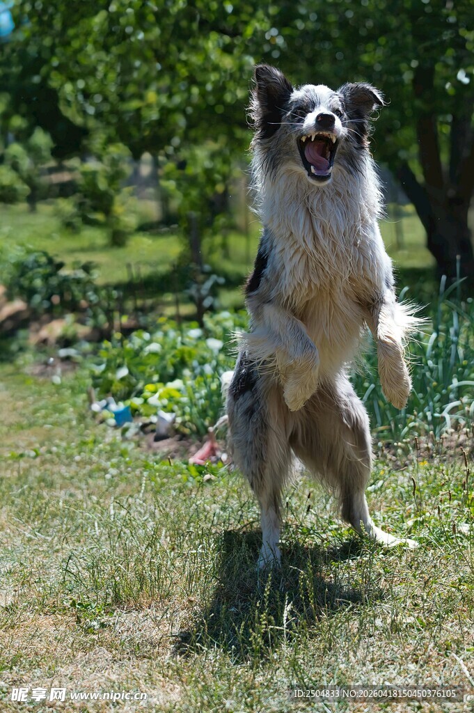 欢快边牧草地跃起
