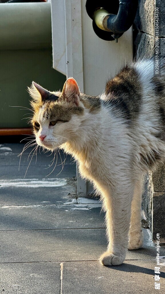 户外行走的斑纹猫咪