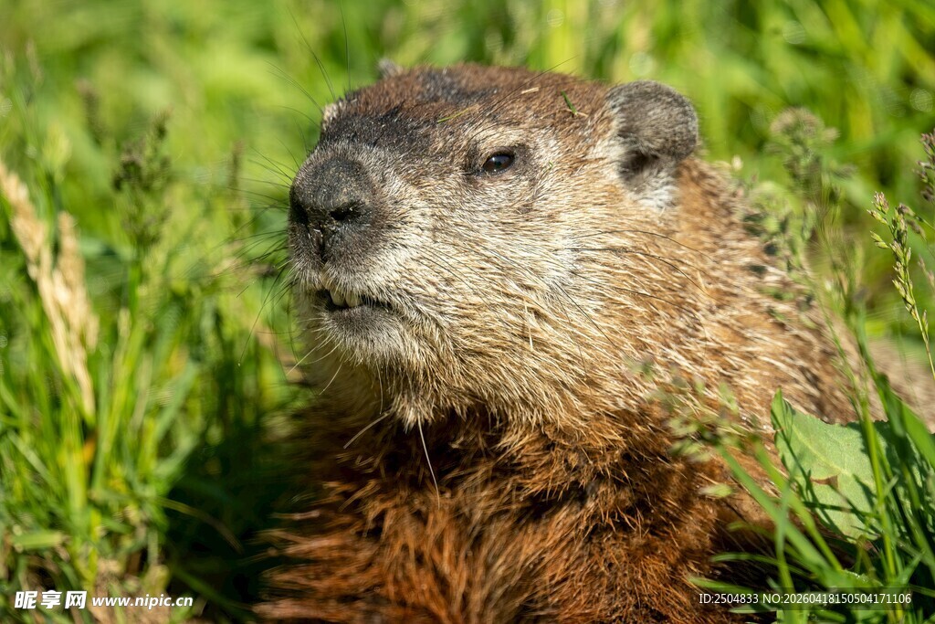 草丛中的土拨鼠