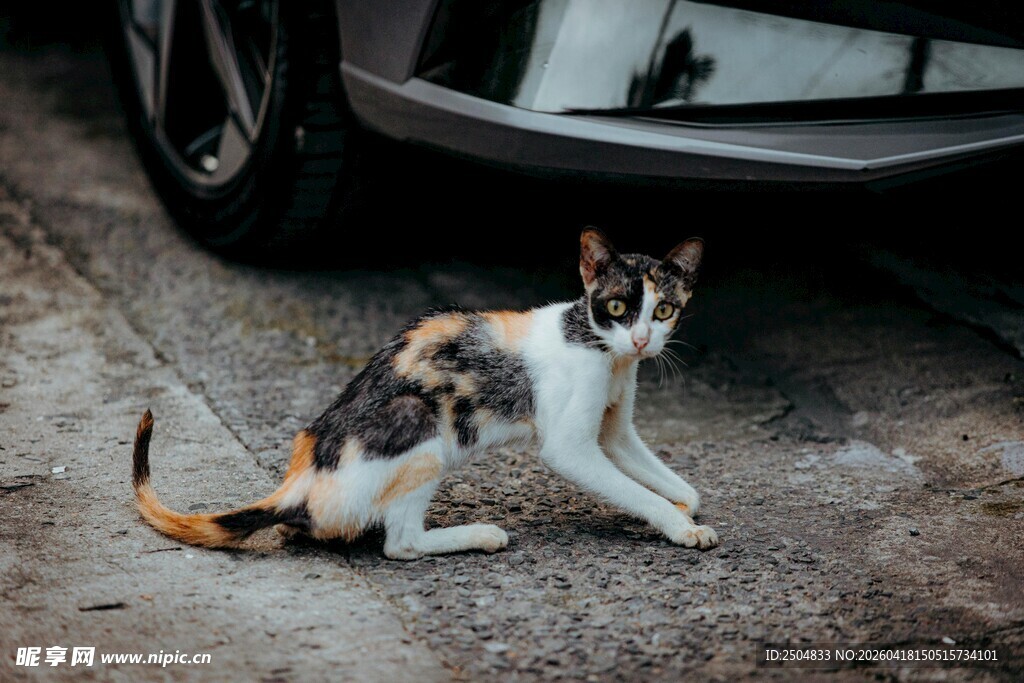 路边三色猫