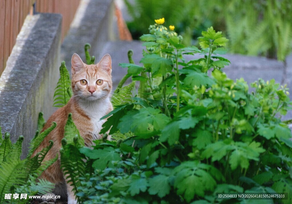 草丛中的猫咪
