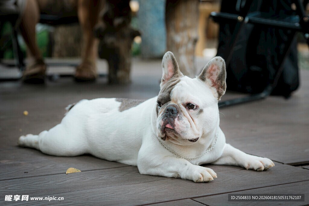 趴着的可爱法国斗牛犬