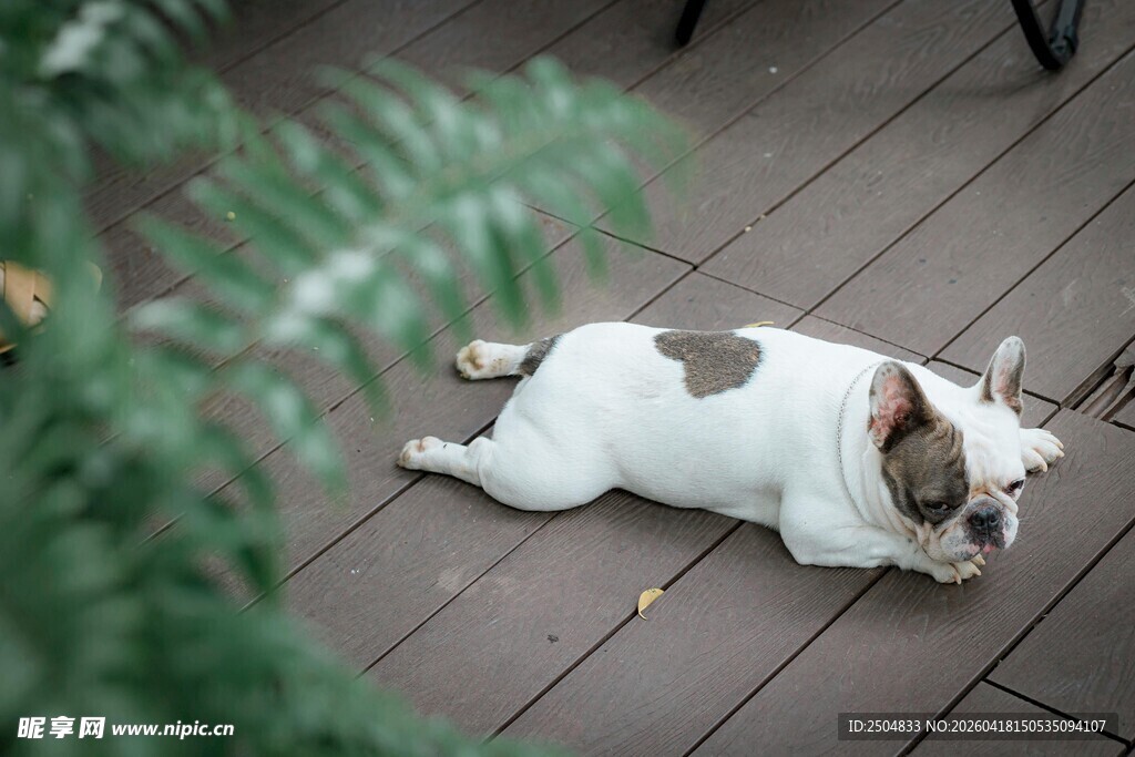 趴着休息的可爱法国斗牛犬