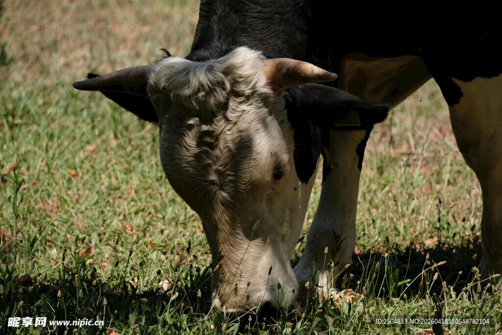 低头吃草的牛