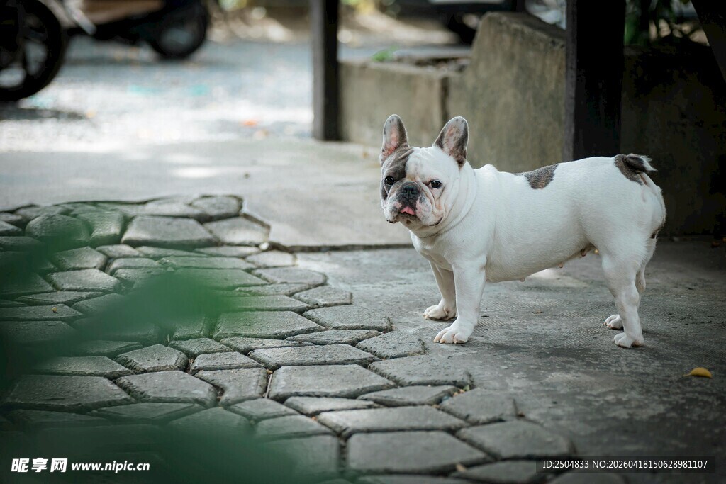 可爱法斗站立在石板路上