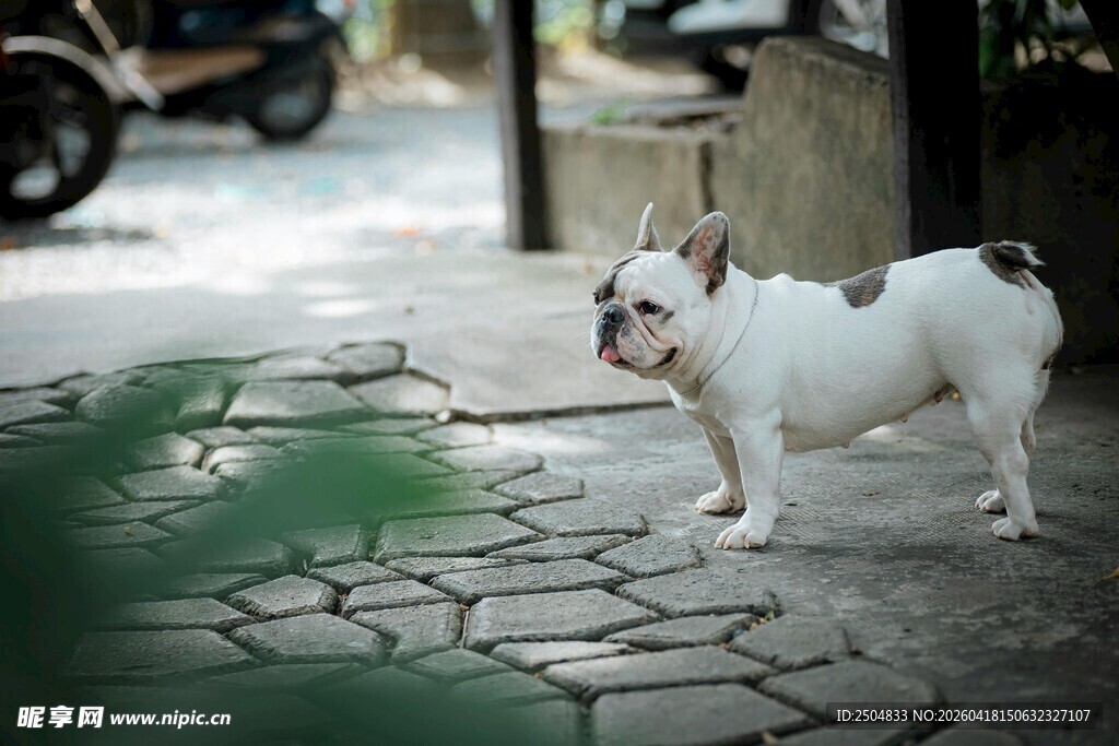 街头站立的白色法国斗牛犬