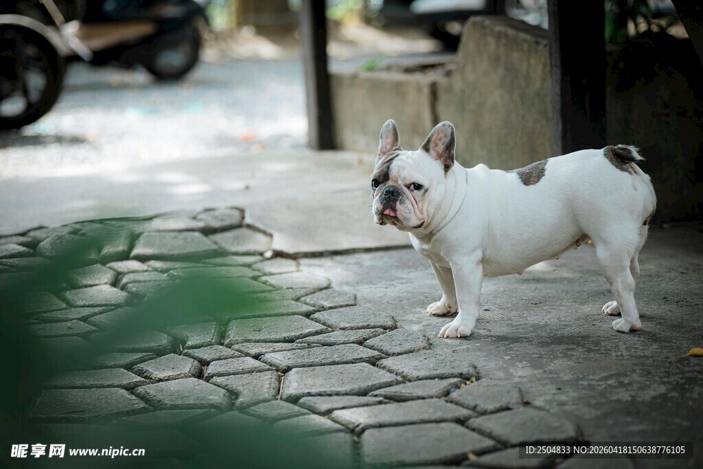 街头可爱法国斗牛犬