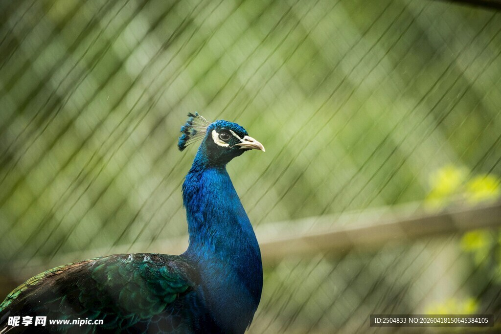 美丽蓝孔雀特写