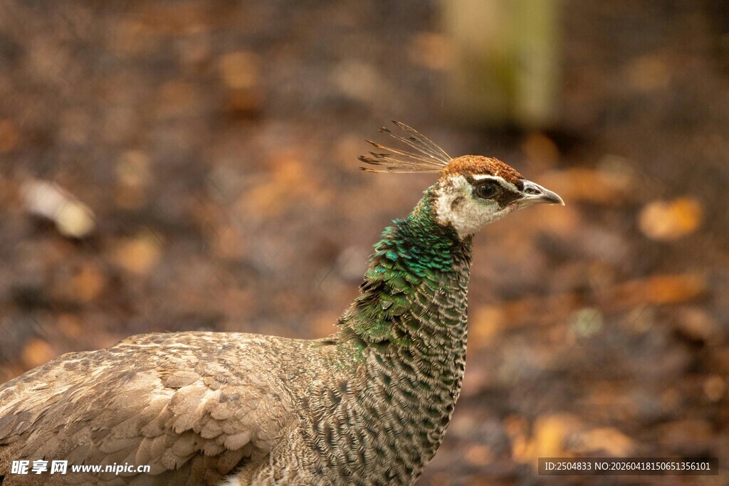 优雅孔雀于自然中觅食