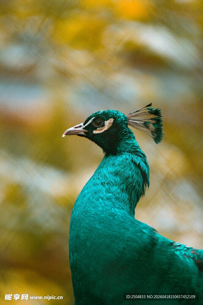 美丽孔雀优雅侧身特写