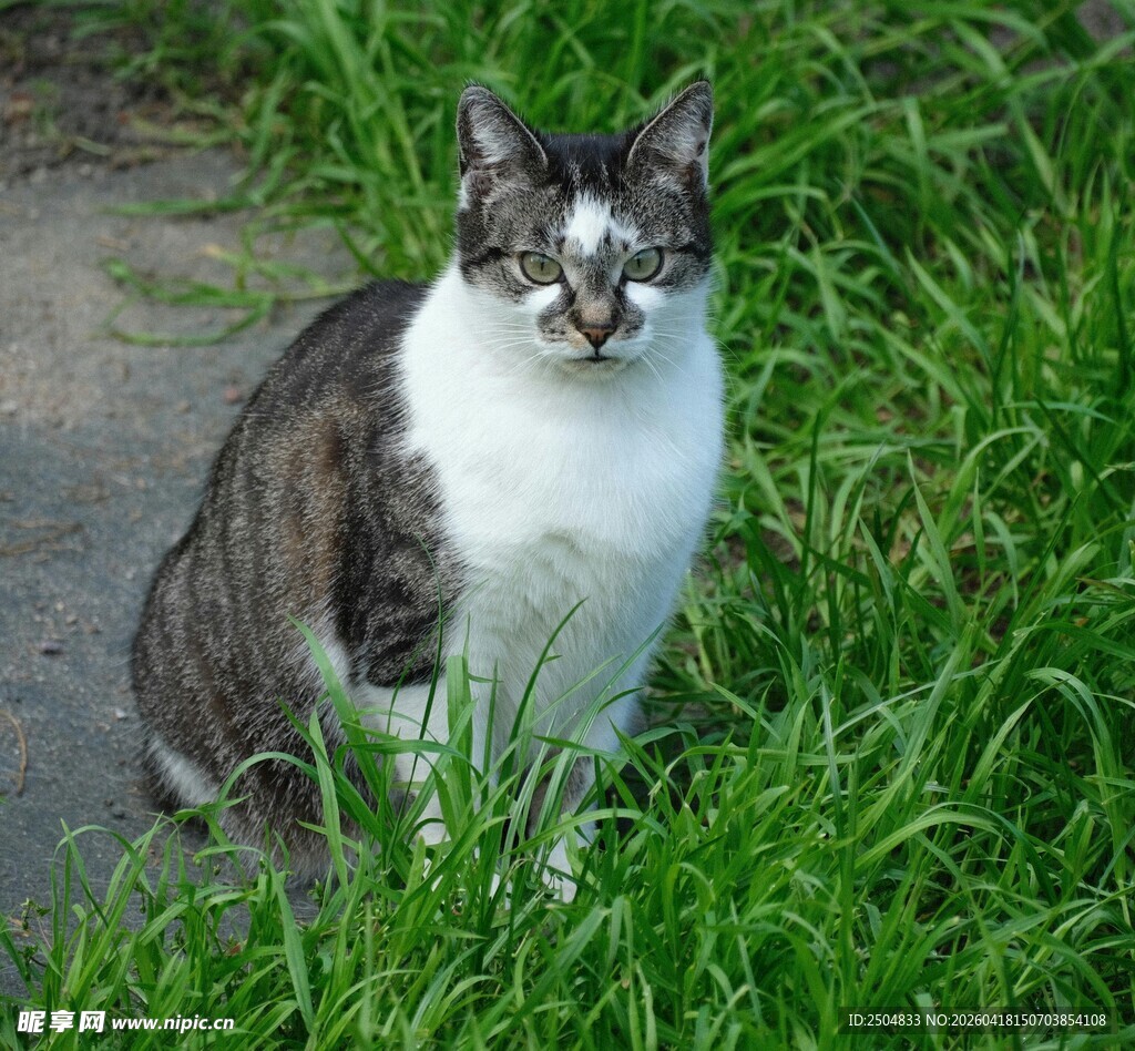 草地上的灰白猫咪