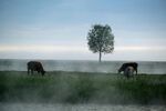 晨雾中孤树旁的牧牛景象