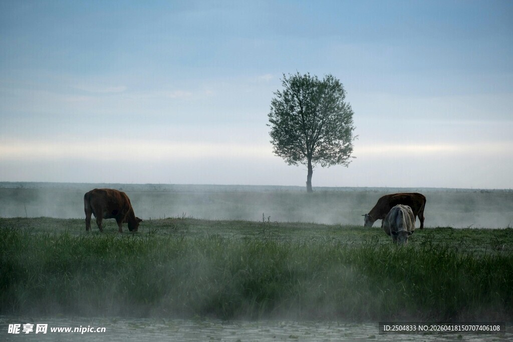 晨雾中孤树旁的牧牛景象