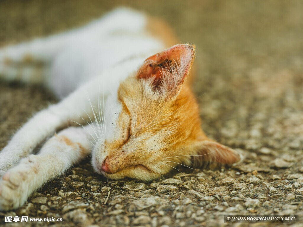 橘白猫惬意地伏地小憩