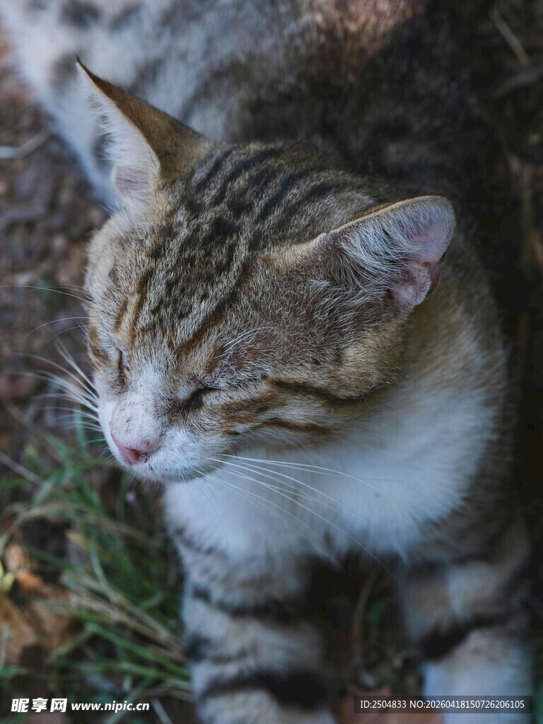 闭眼休憩的斑纹猫咪