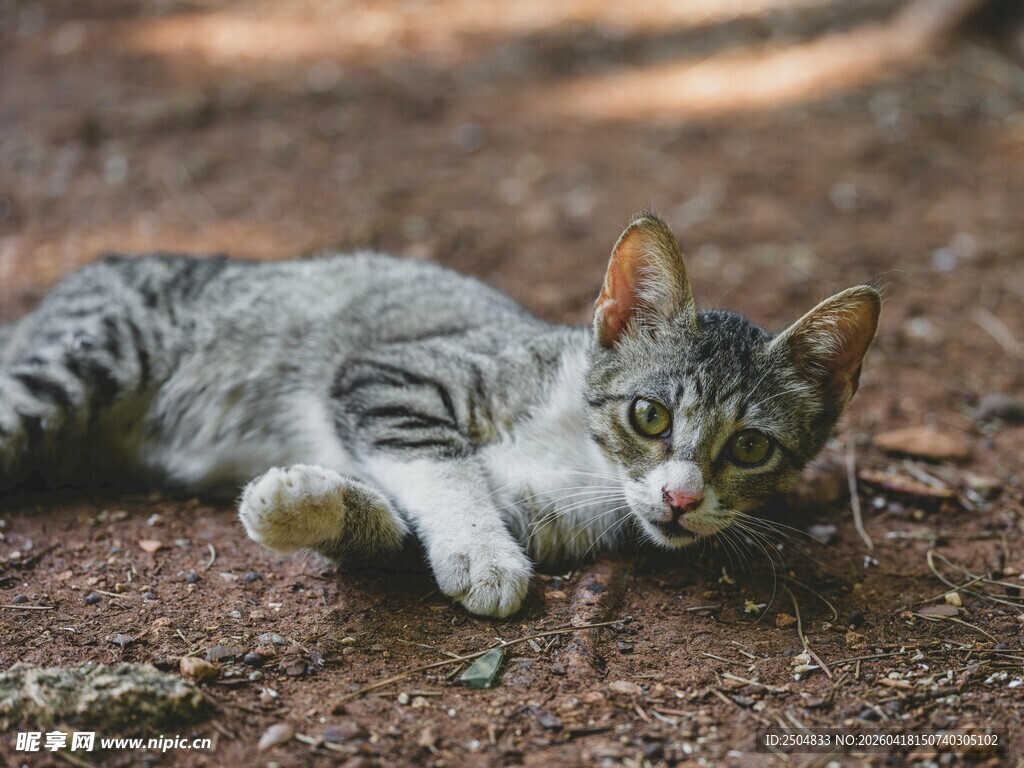 躺卧的可爱条纹猫咪