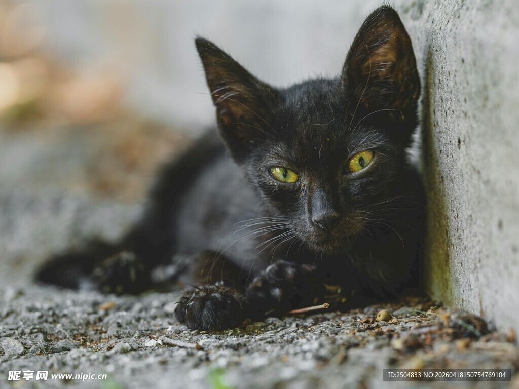 黑猫趴地 眼神灵动
