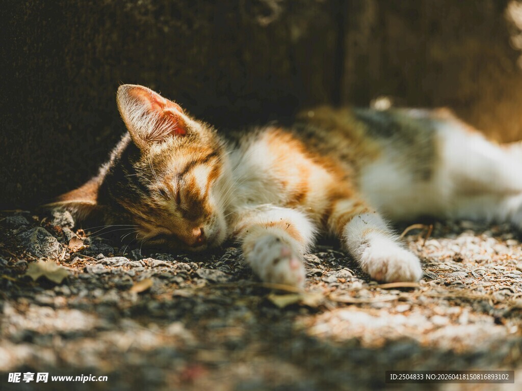 阳光下慵懒睡觉的猫咪