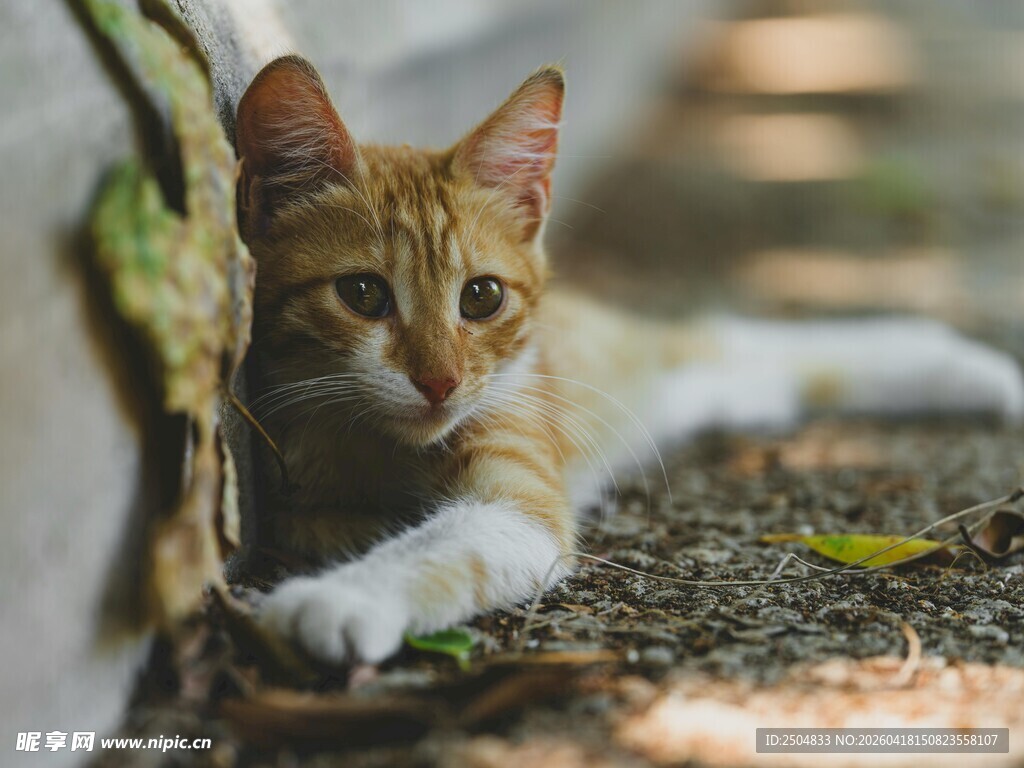 可爱猫咪趴地好奇张望