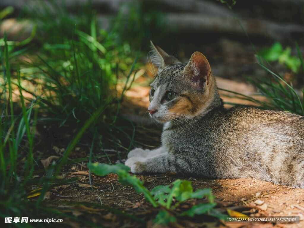 阳光下休憩的可爱猫咪
