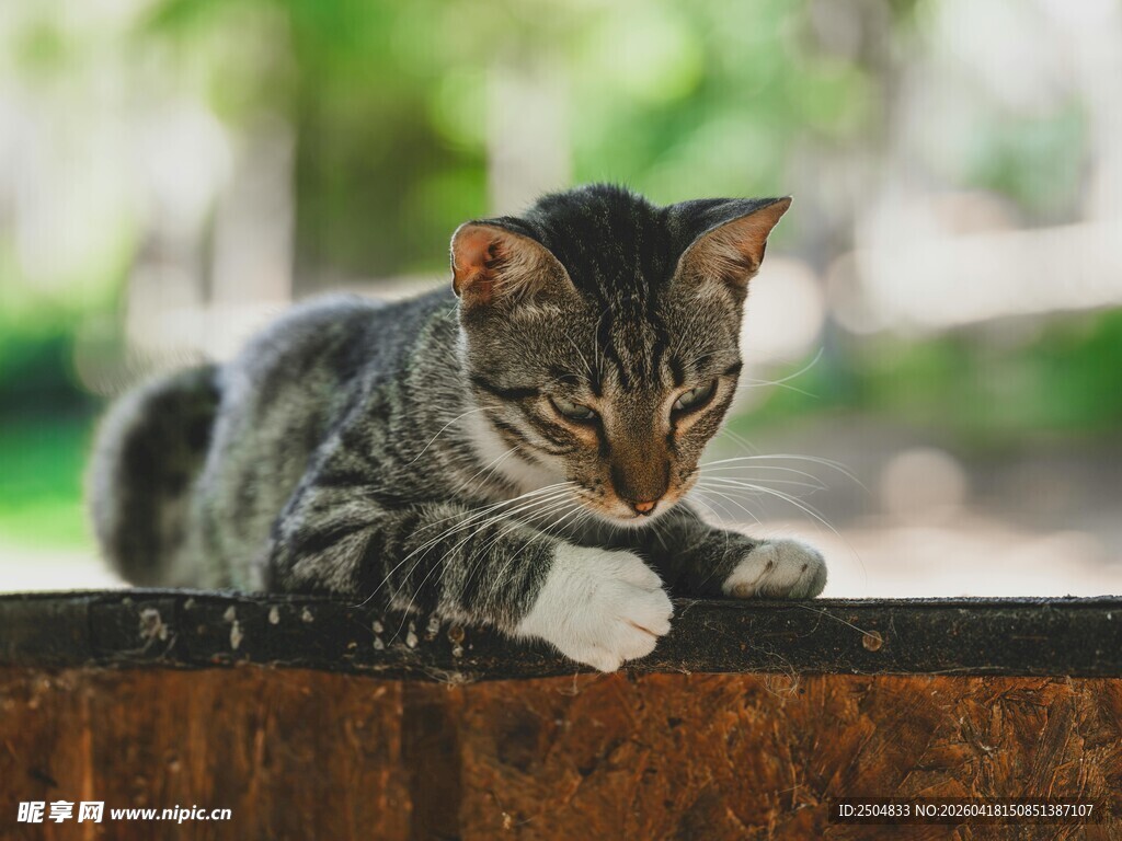 慵懒猫咪趴木栏