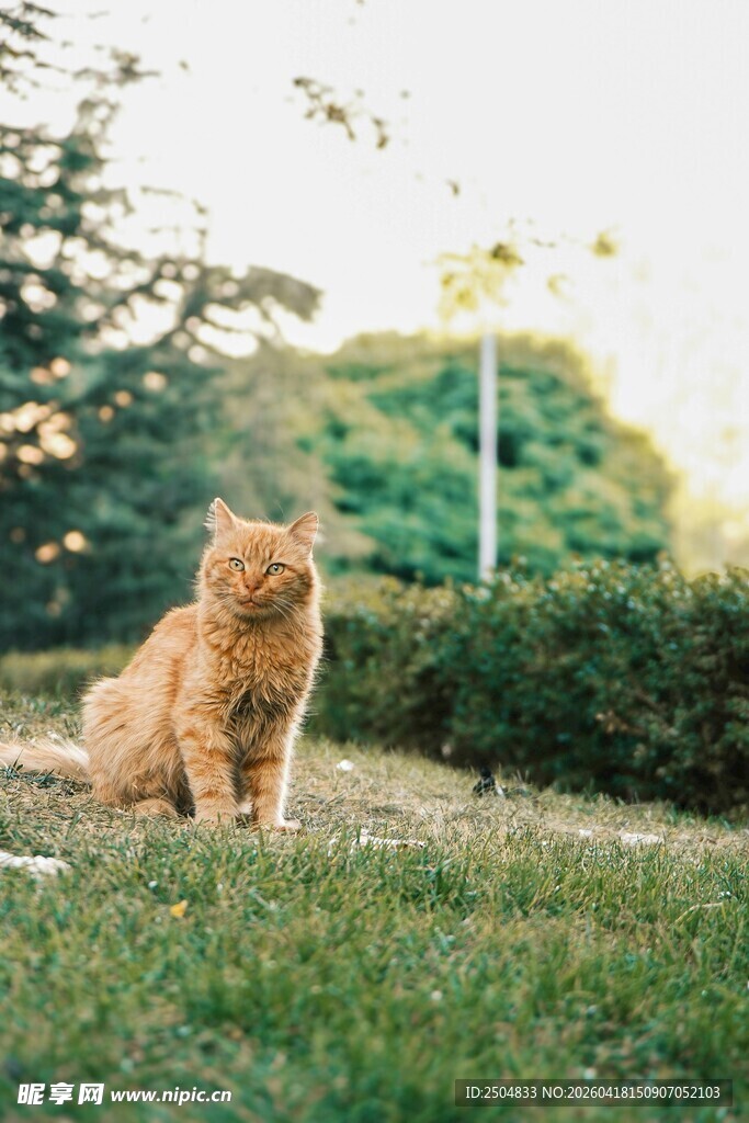 草地上的橘猫
