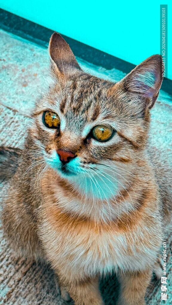 可爱猫咪吐舌卖萌瞬间