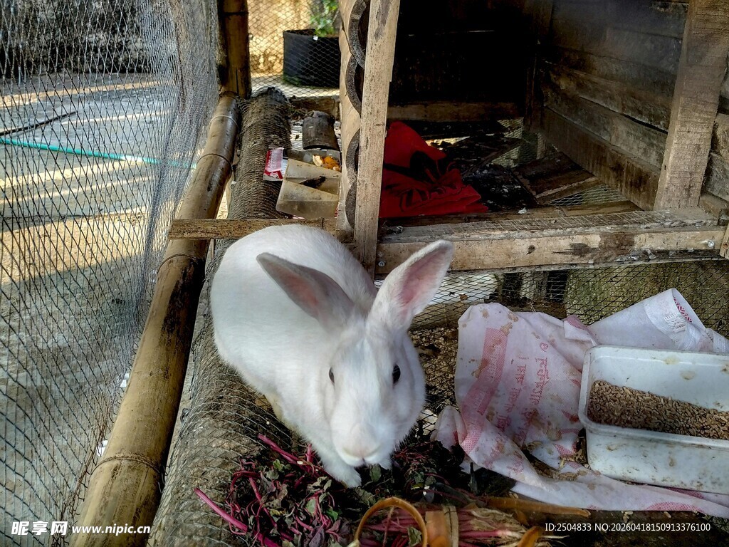 圈舍中的白兔