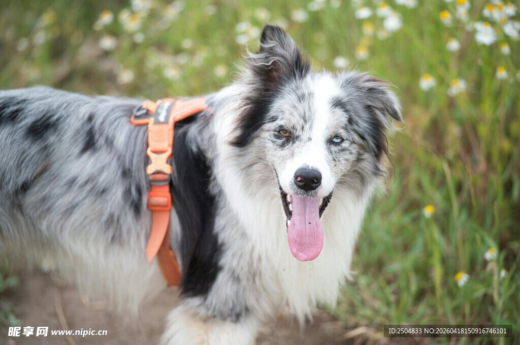 快乐边牧户外吐舌卖萌