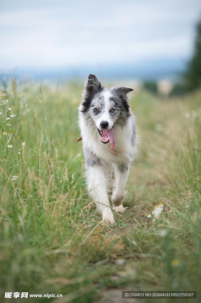 草地奔跑的快乐牧羊犬