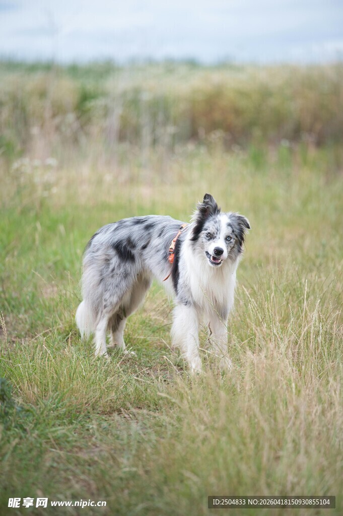 草地上的边牧犬