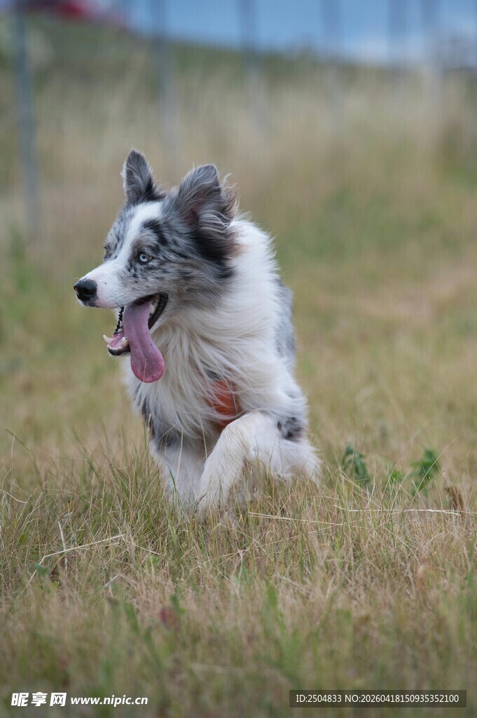 奔跑的边牧犬