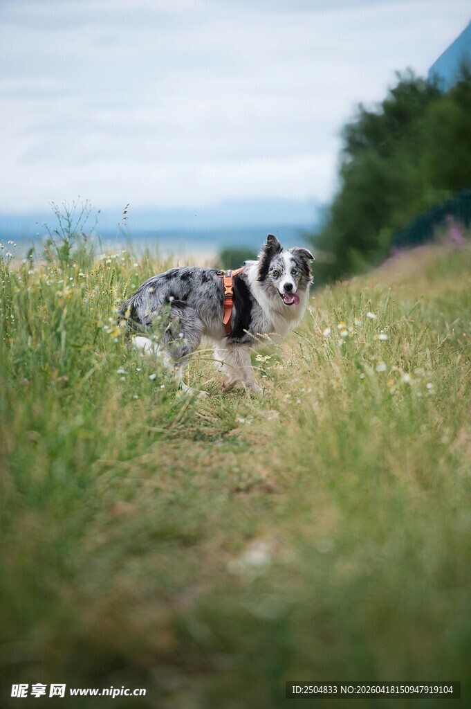 草地上嬉戏的可爱狗狗