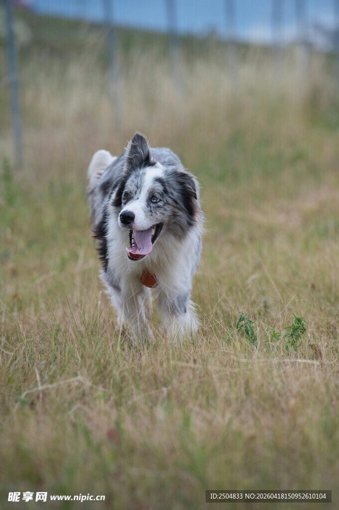 奔跑的边牧犬