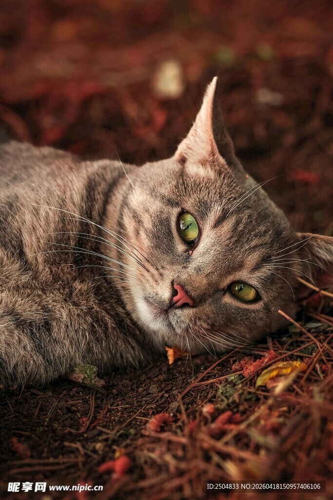 秋日卧于落叶上的猫咪