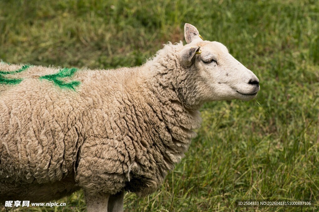 草地上带绿标记的绵羊