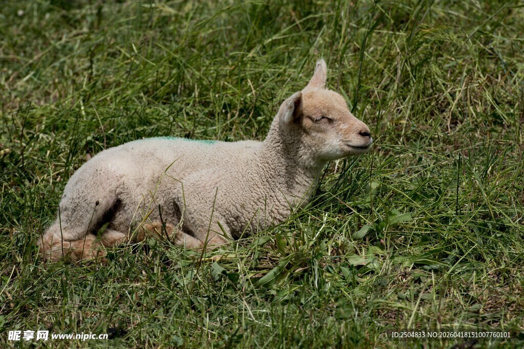 草地上休憩的小羊羔