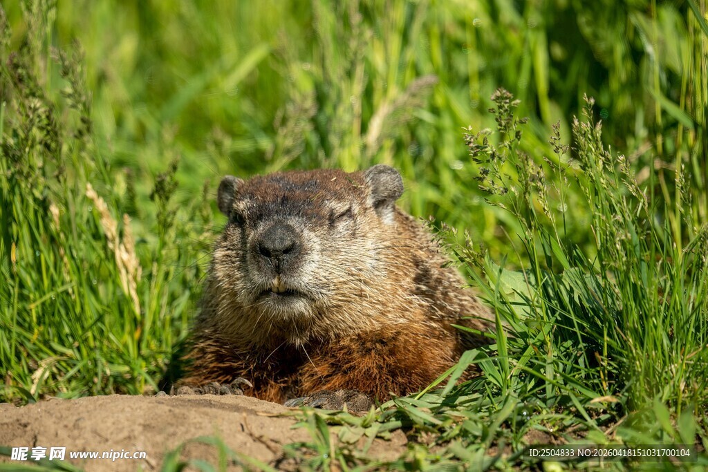 草丛中的土拨鼠
