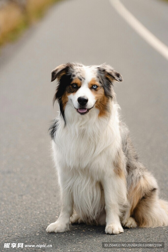 路边坐立的可爱牧羊犬