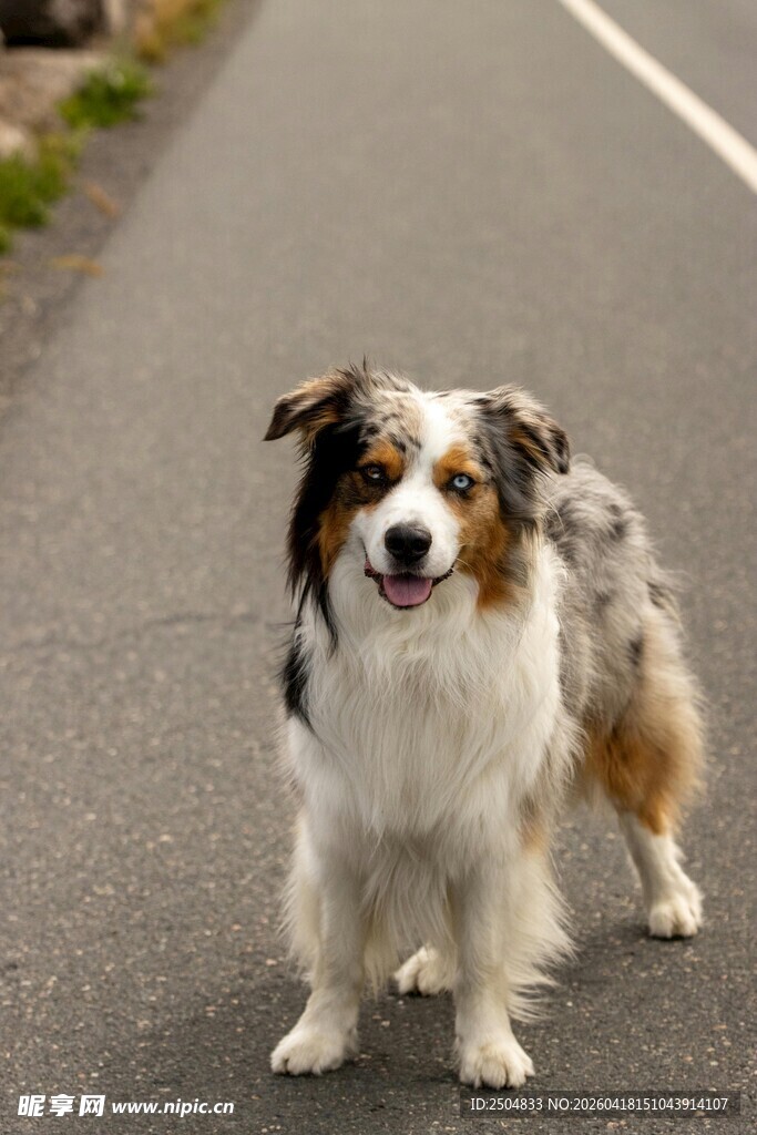 路上的三色小狗