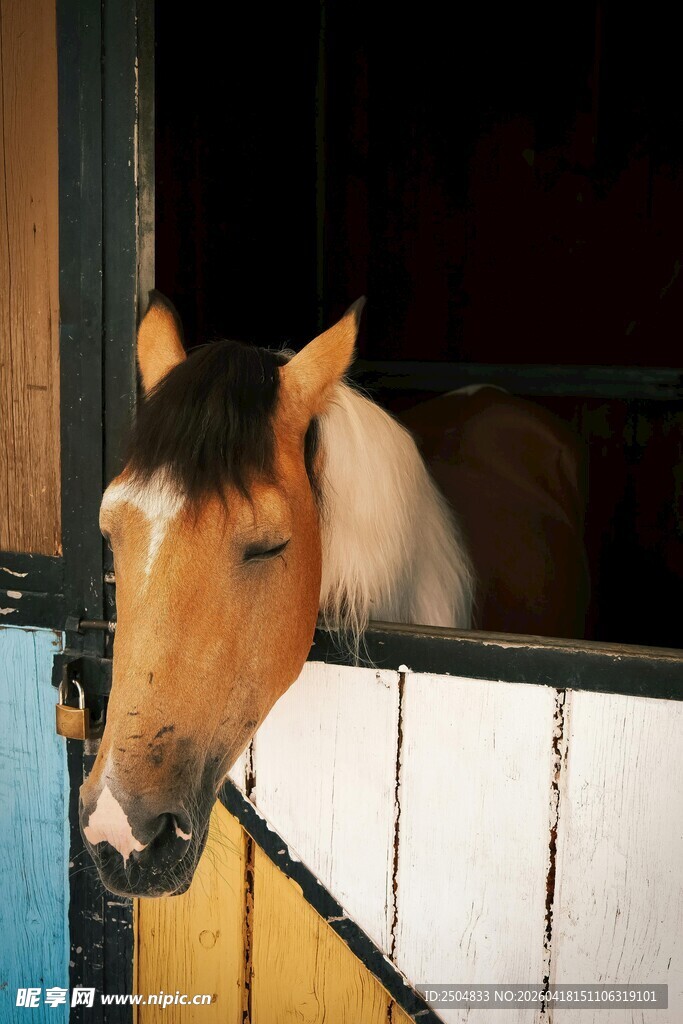 马厩中探头的可爱小马