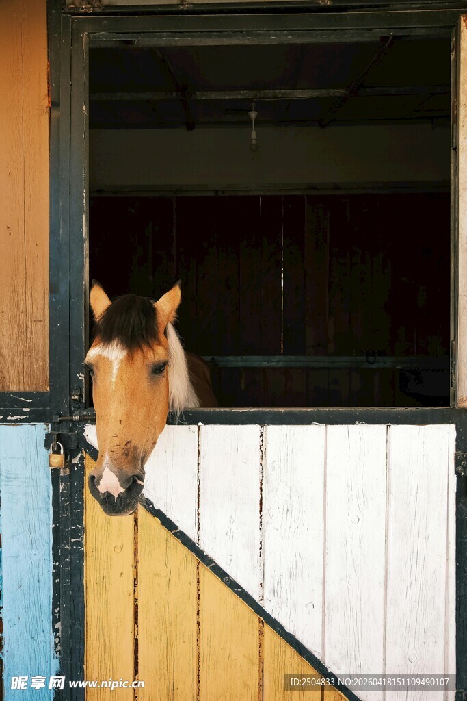 马厩中探出头的可爱马儿